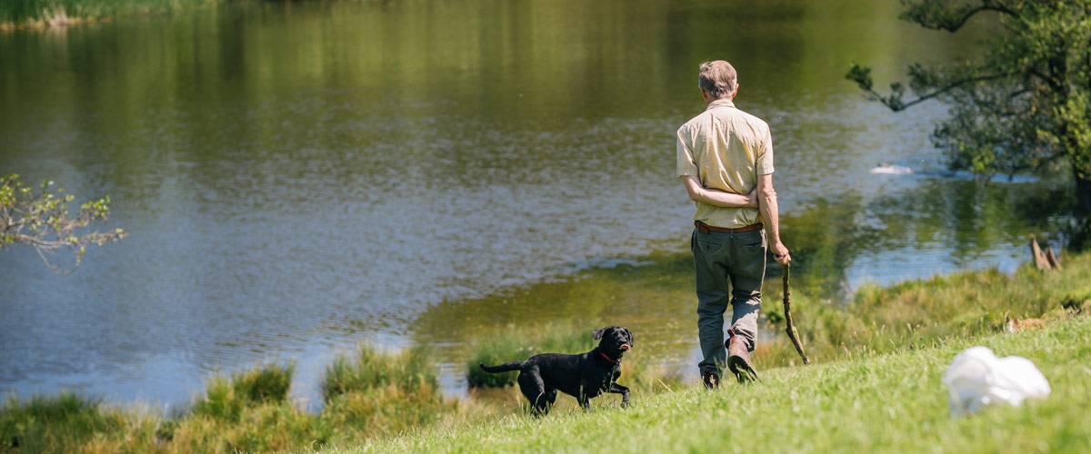 Our Farm - Yew Tree Farm B&B Cattle in the field